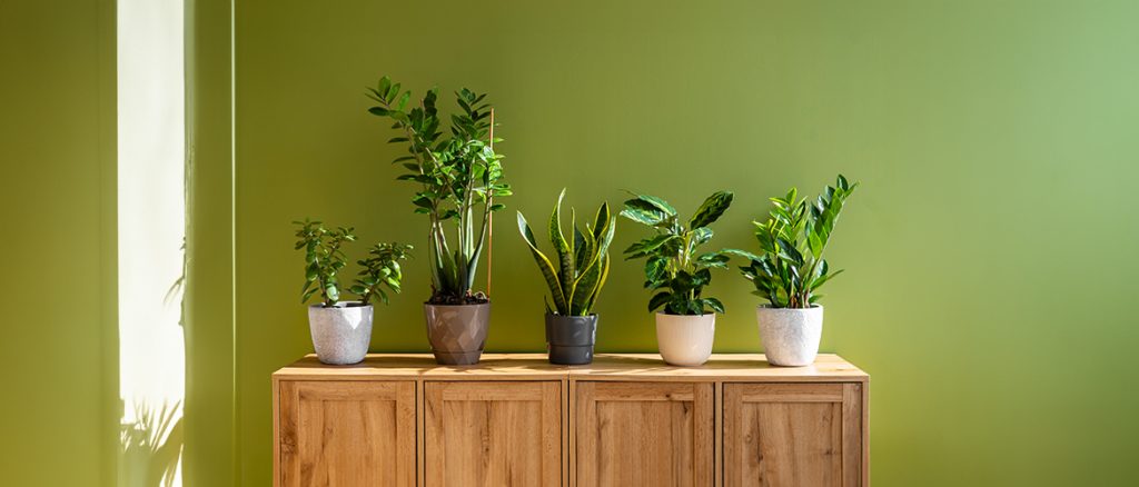 Beautify-Your-Interiors-with-Varieties