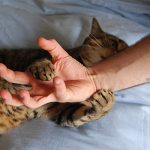 cats can be injurious
