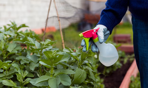 Keep an Eye on Pests Organically