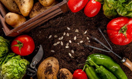 Start with Soil That’s Actually Alive