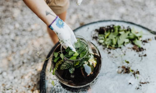 Choose-and-Arrange-Your-Plants