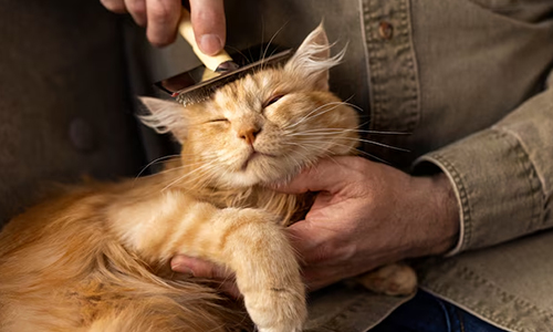 New-Cat-Owners