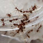 7 Steps to get rid of ants
