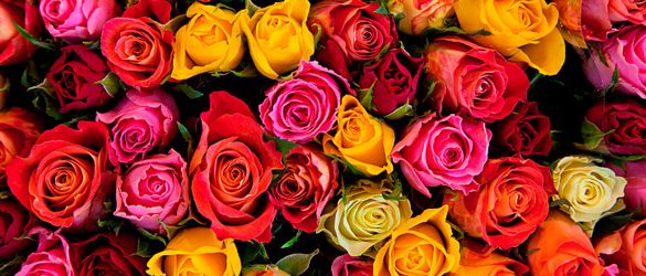Different Colour Roses