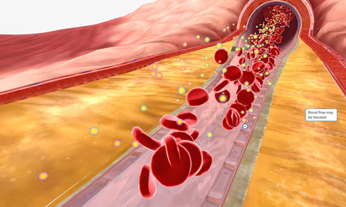 Blood-Circulation
