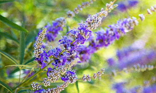 Vitex