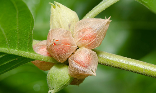 Ayurvedic-Medicine