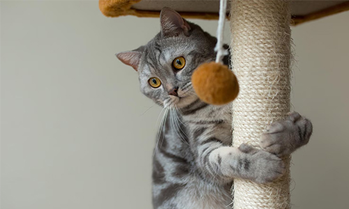 Handling a Cat’s Clawing Habit